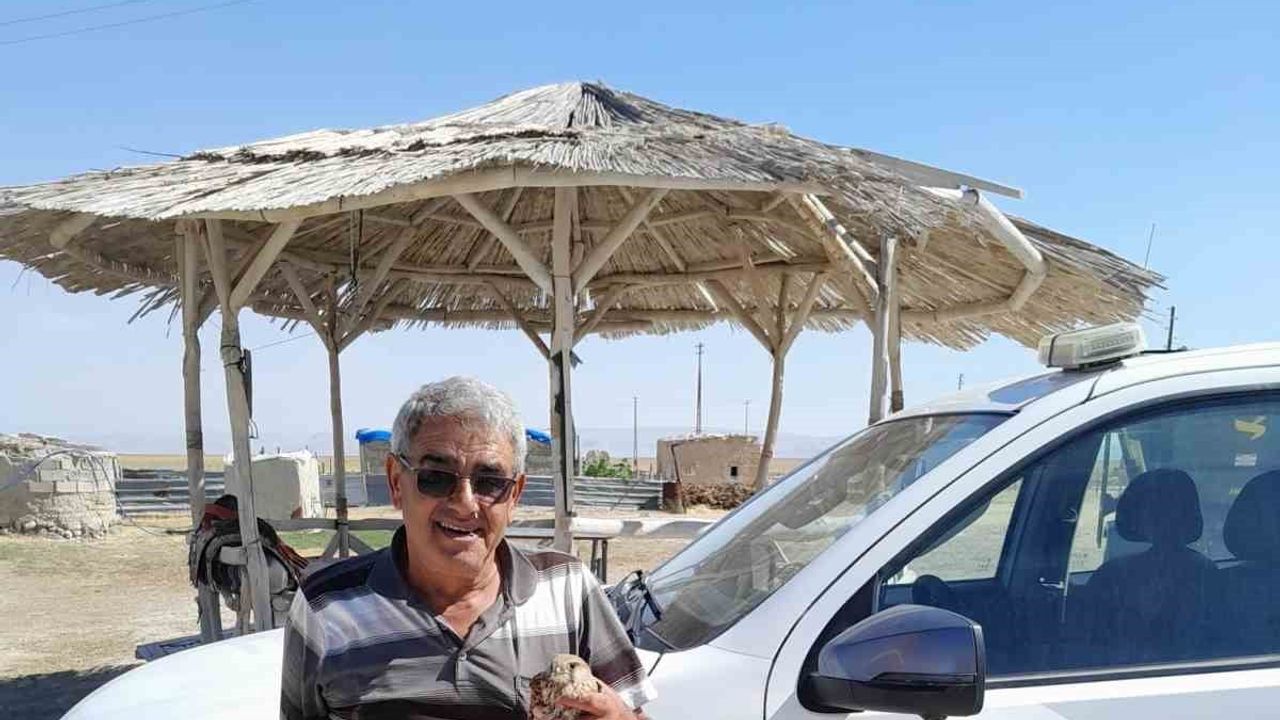 Kanadı zarar gören kızıl şahin, çiftçinin duyarlı müdahalesiyle koruma altına alındı