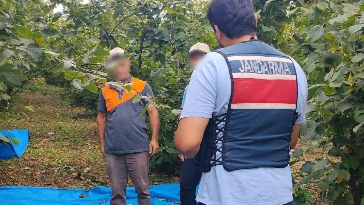 kandıra'da fındık tarlalarında jandarma 7 gün 24 saat nöbet tutuyor