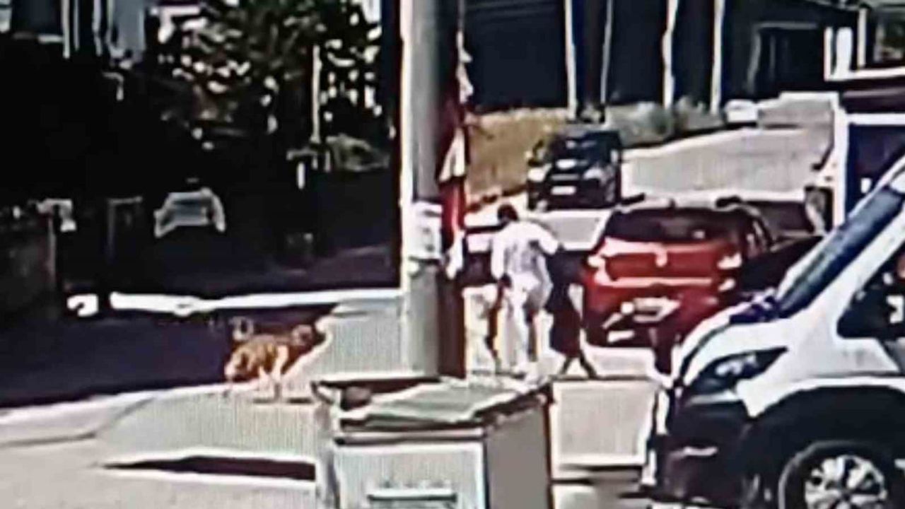 Kapaklı'da rutin gezinti kabusa döndü: genç, sokak köpeğinin saldırısında yaralandı