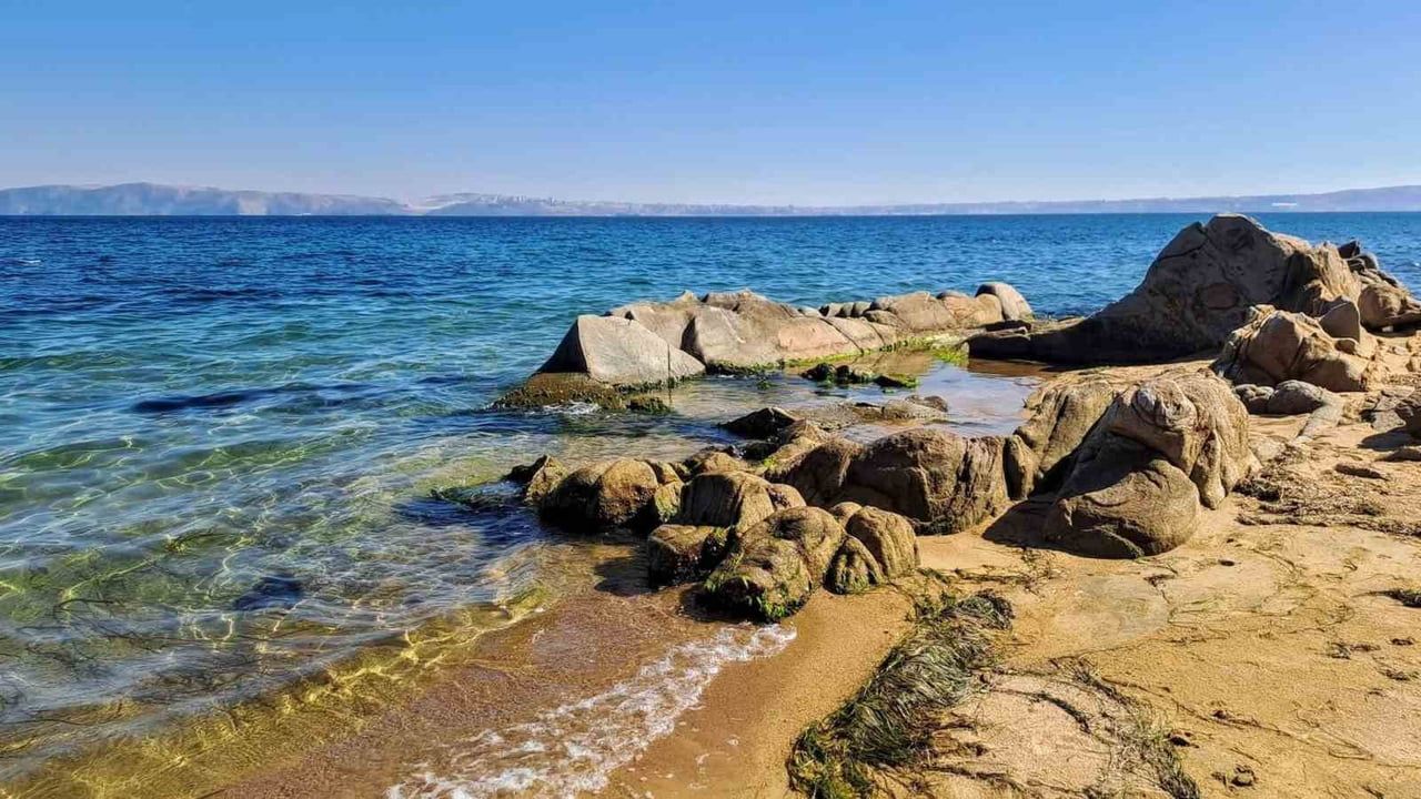 Kapıdağ'da sahile yakın yavru vatozun sessiz ziyareti