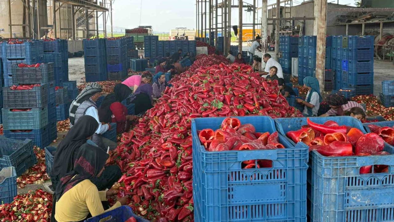 Kapya biberde alım gecikmesi iddiası: üreticiler fiyat baskısı yaşıyor