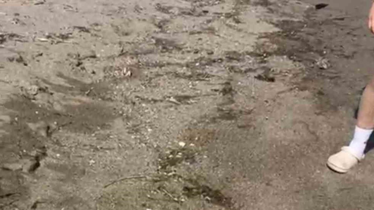 Karacabey boğazı'nda aralıklarla kıyıya vuran ölü yunuslar halkta kaygı yaratıyor