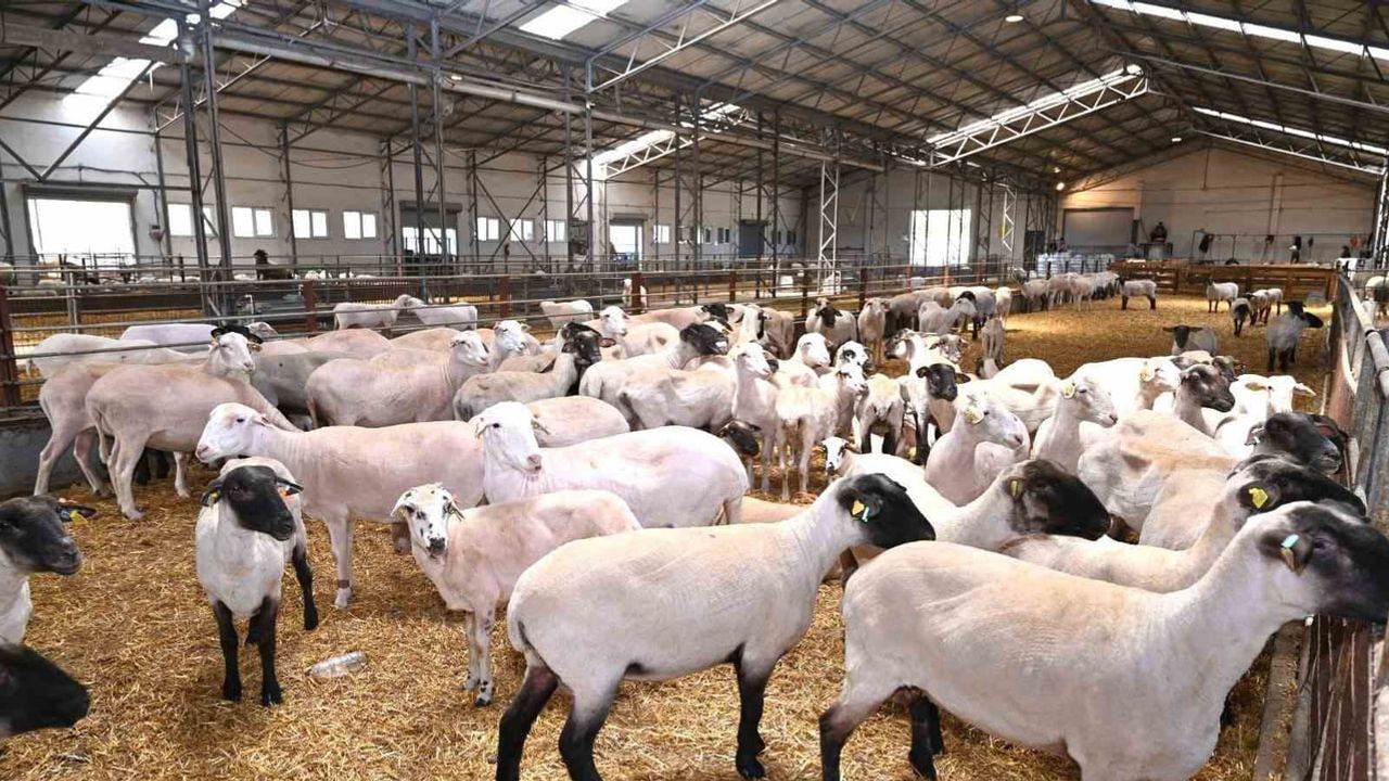 Karacabey merinosunda BDV taraması ve konak direnç mekanizmaları TÜBİTAK desteğiyle araştırılacak