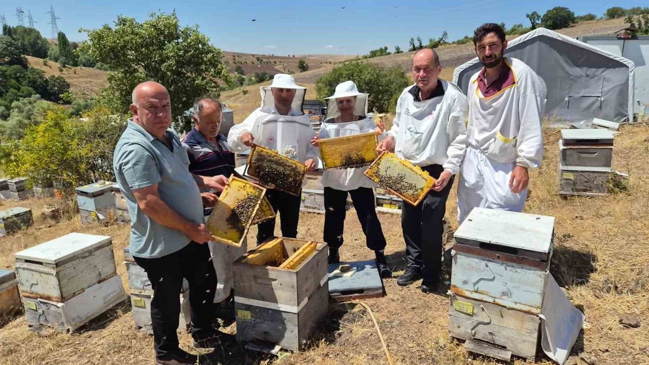 Karadeniz arısında ıslahla verim ve varroa direnci hedefleniyor