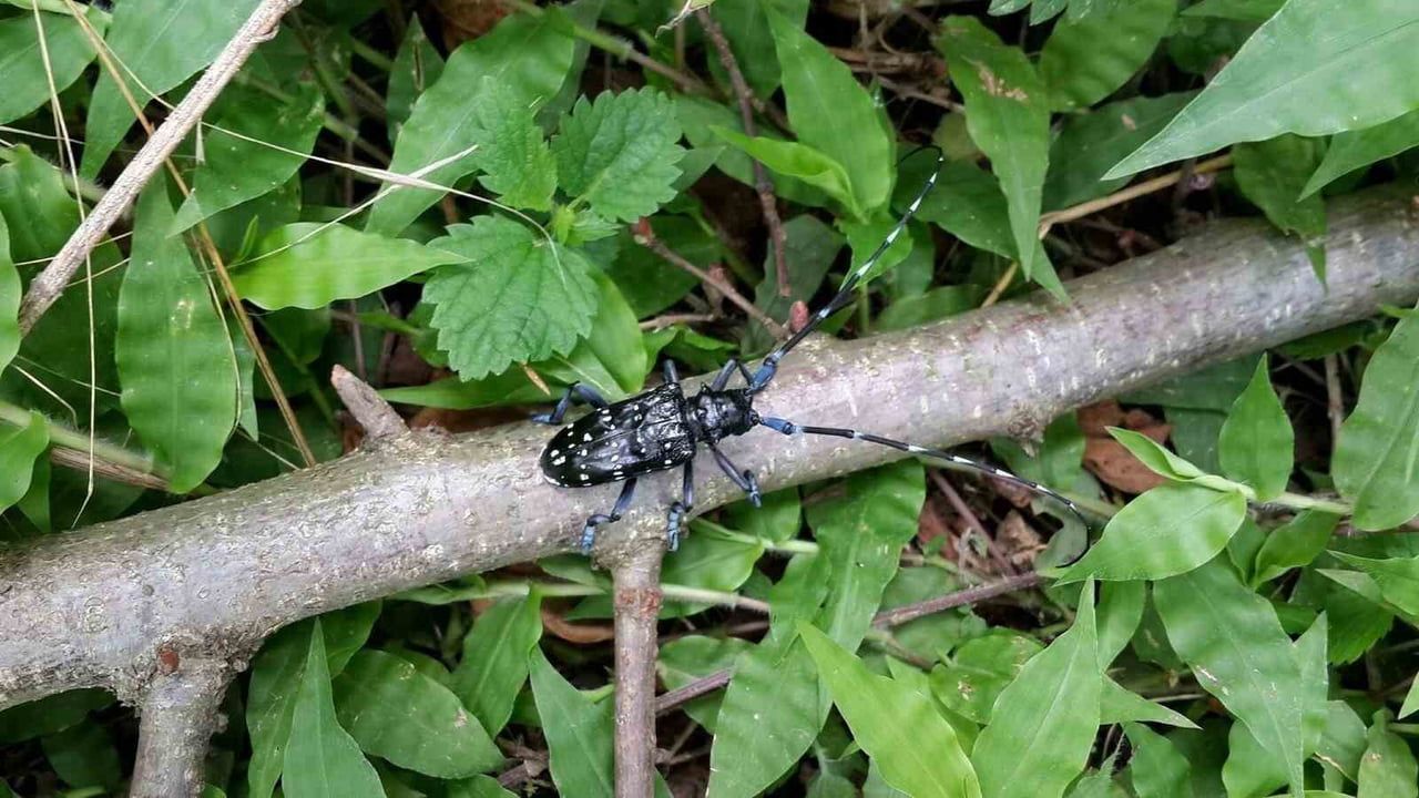 Karadeniz'de fındığı hedef alan 'drakula' böceği Rize'de karantina başlattı