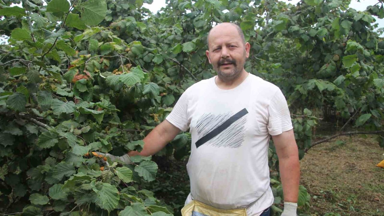 Karadeniz'de yeşil altın hasadı başladı, üreticiler fiyat artışı istiyor