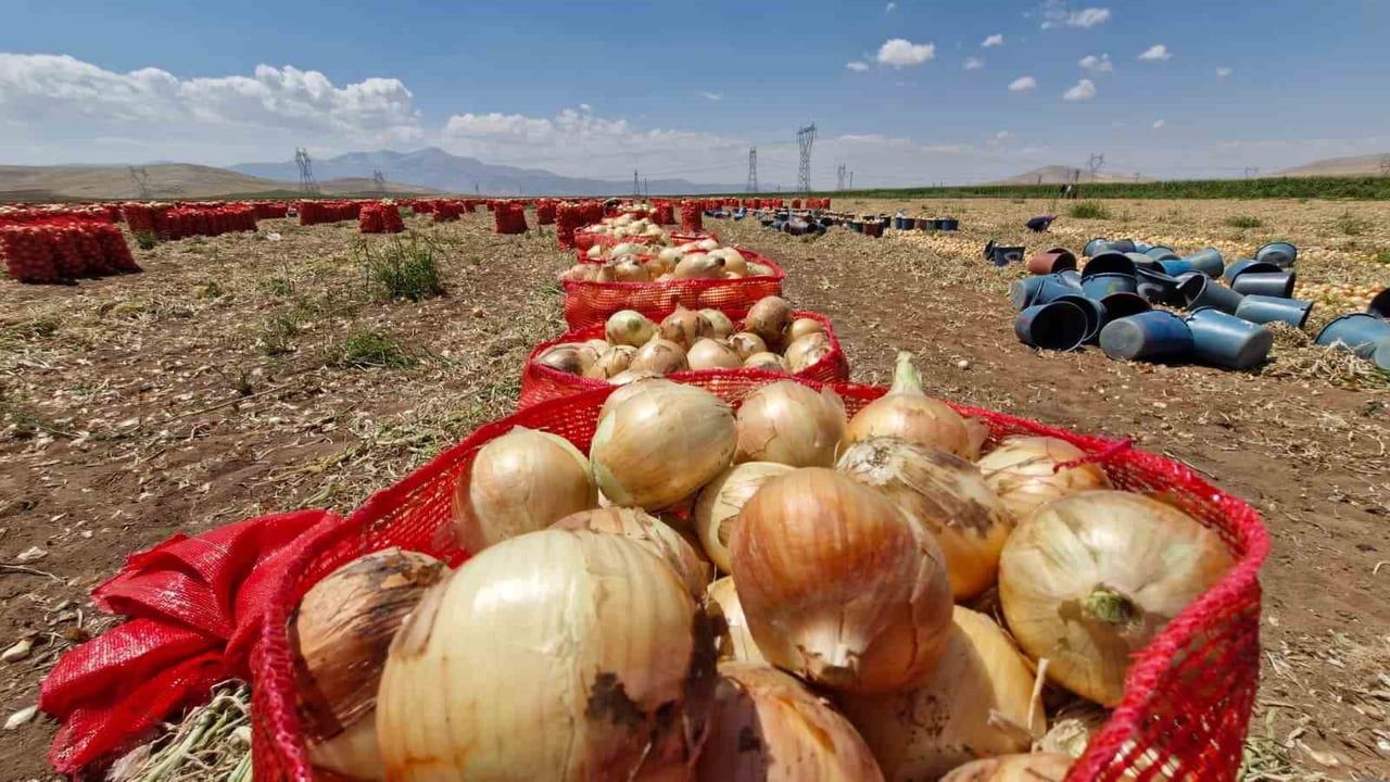 Karaman'da erken hasat umudu: yazlık soğan üreticinin yüzünü güldürdü