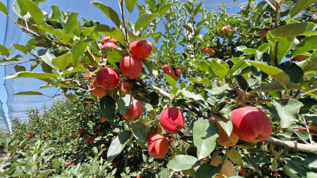 Karaman'da erkenci Gala hasadı üreticinin yüzünü güldürdü