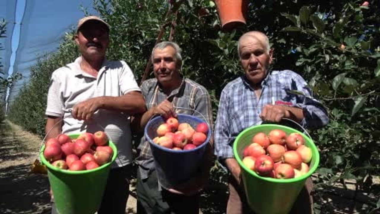 Karaman'da yazlık Gala ile erkenci elma hasadı başladı, rekolte yüksek