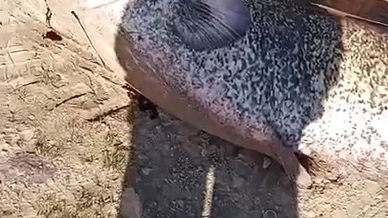 Karasu'da oltaya takılan 190 cm'lik yayın balığı kıyıda şaşkınlık yarattı