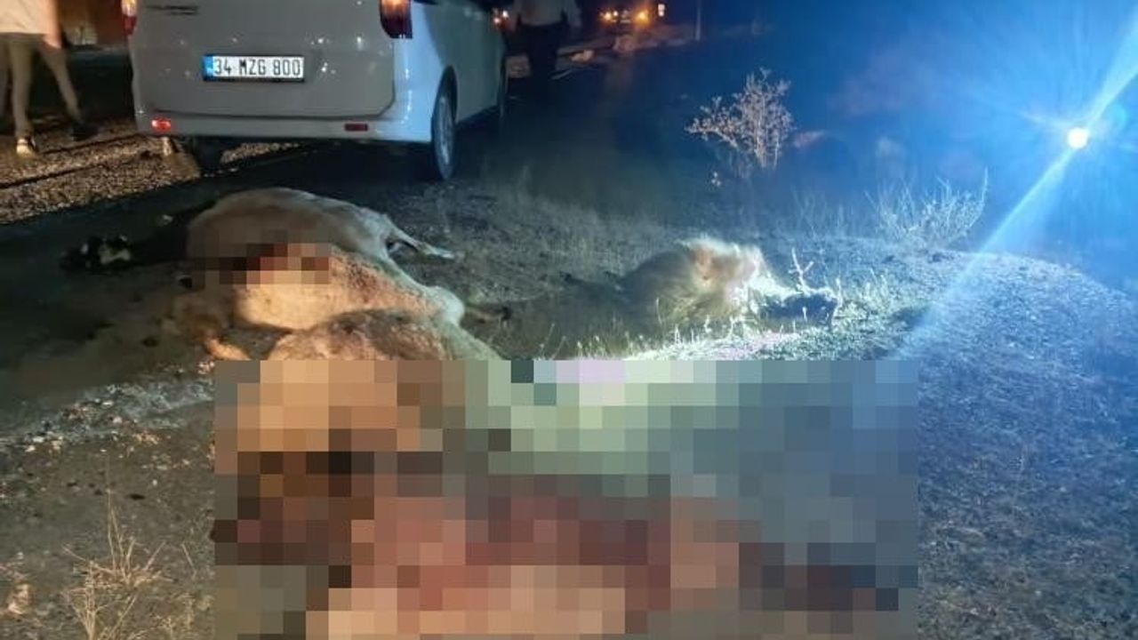 Karasu mevkiinde araç sürüye çarptı, çok sayıda koyun telef oldu