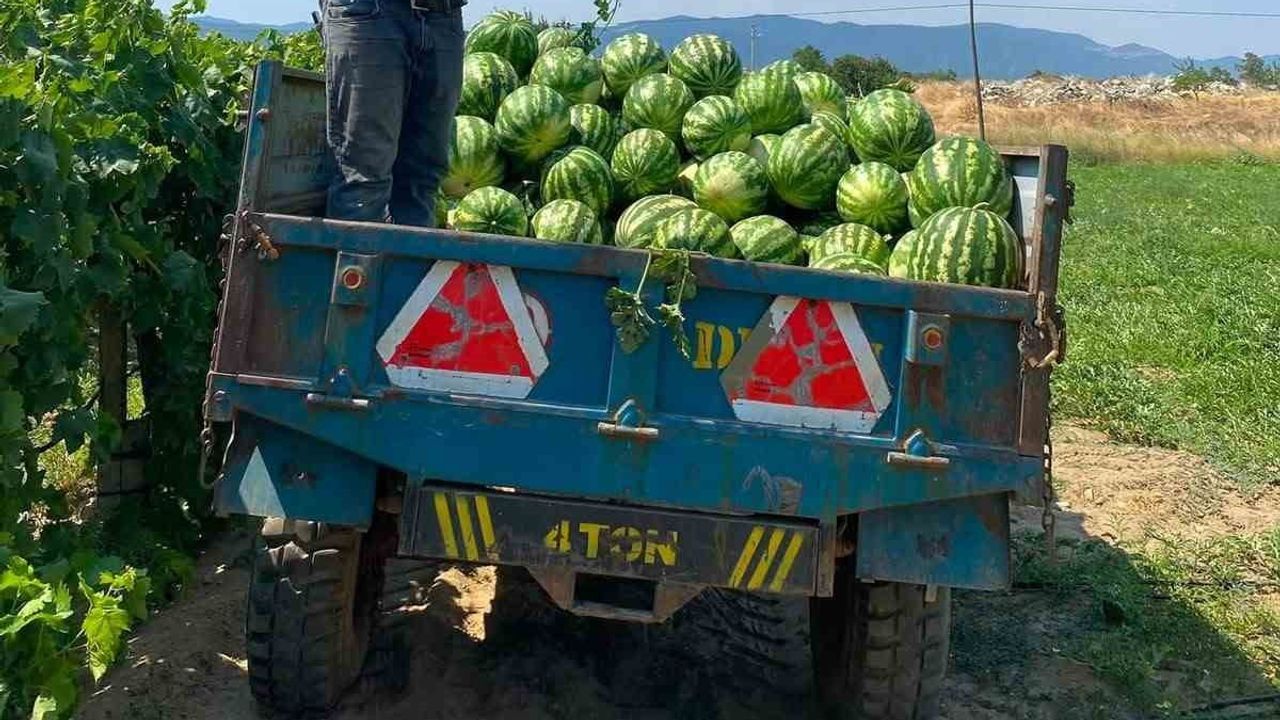 karpuzunu tarlada bırakmayıp traktörle pazara çıkaran üretici