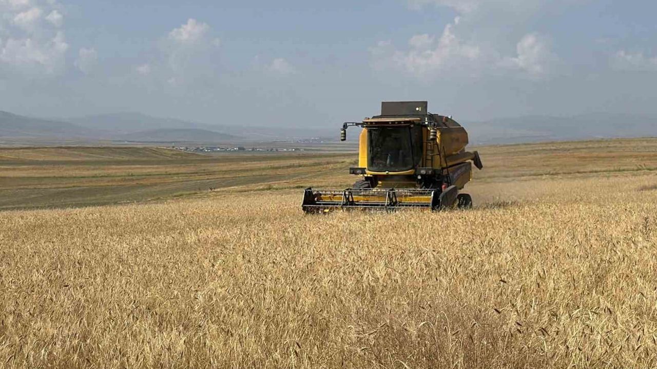 Kars'ta ata tohumu Kavılca'nın binlerce yıllık hasadı başladı
