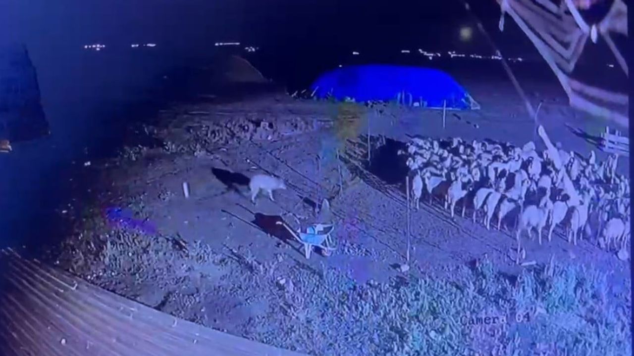Kars'ta gece yarısı köyün önüne kadar inen kurt muhtarın müdahalesiyle uzaklaştı