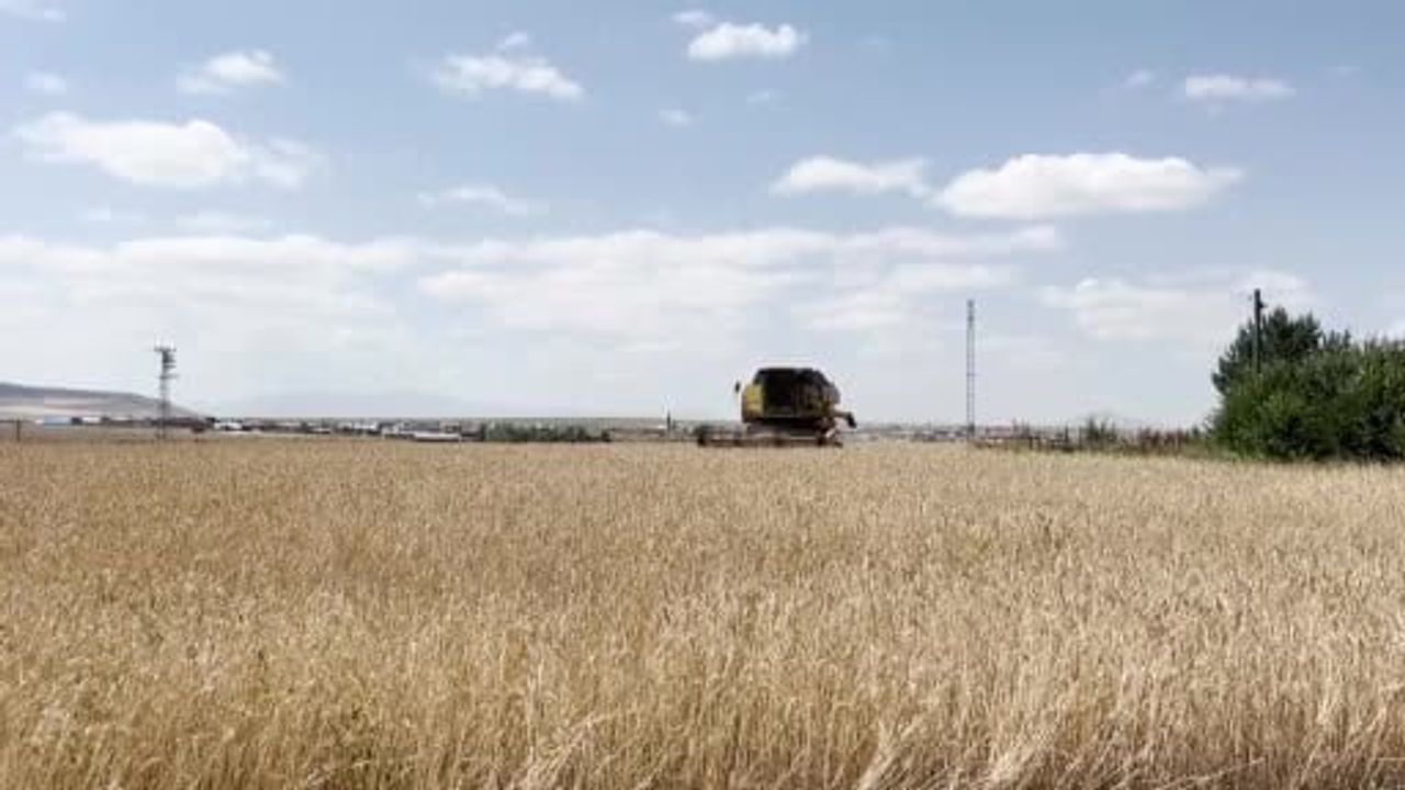 Kars'ta tarlalarda yarış: arpa ve yulaf hasadı gün doğumundan gün batımına sürüyor