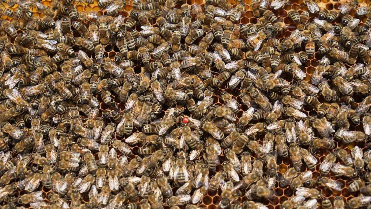 Kastamonu'da çiçek balı hasadı 200 tonu aştı; ilkbahar yağışları verimi azalttı