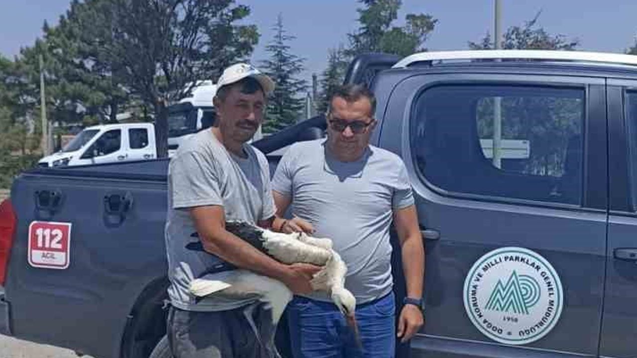 Katı atık tesisinde bulunan yaralı leylek doğaya geri dönene dek koruma altında