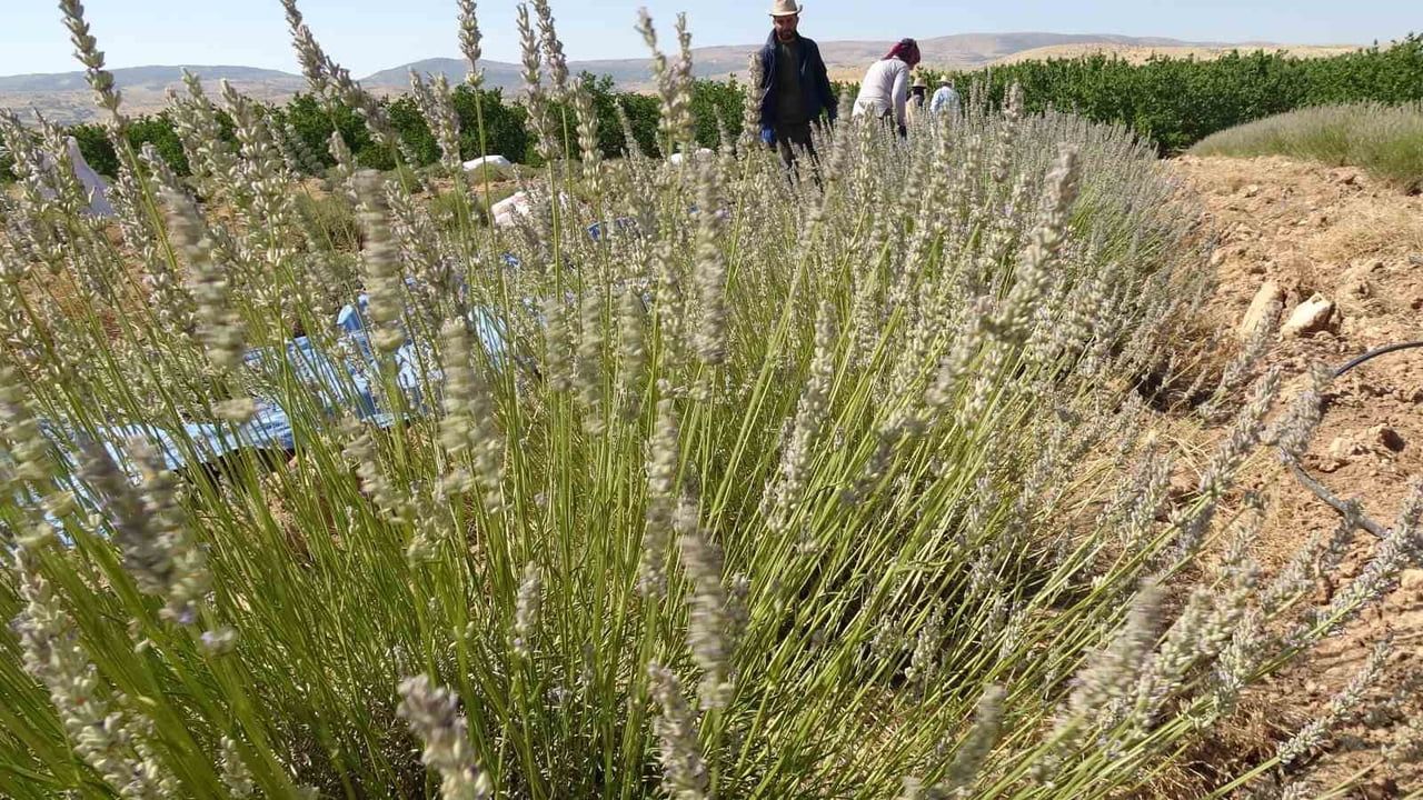 Kavurucu sıcaklarda lavanta tarlasından turizme uzanan umut