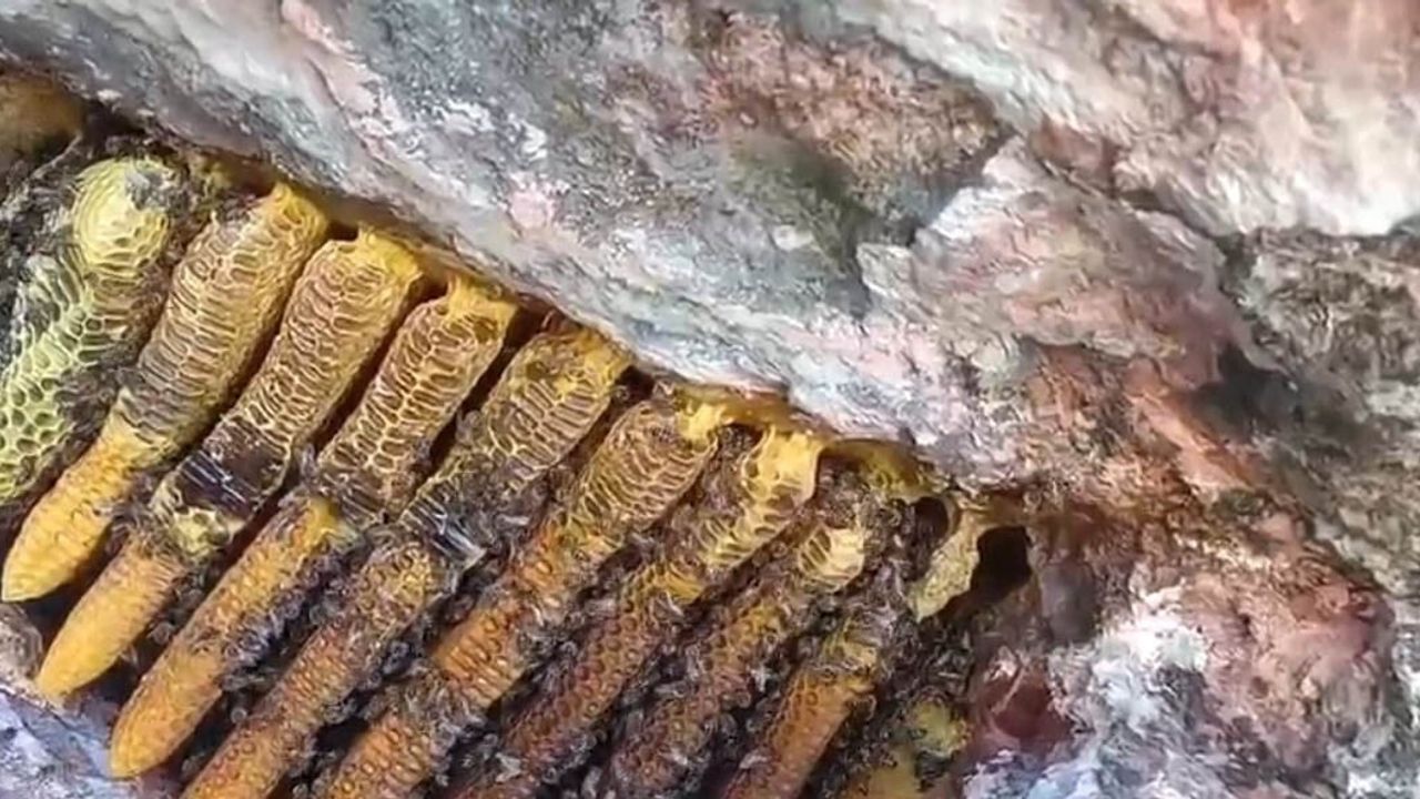 Kayaların arasından süzülen lezzet: Bingöl'de kilolarca kaya balı bulundu