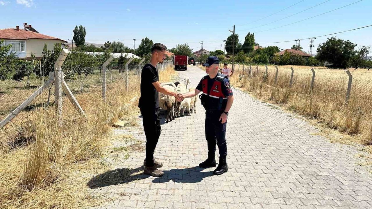 Kayıp küçükbaş sürüsünü gar mevkiinde jandarma buldu