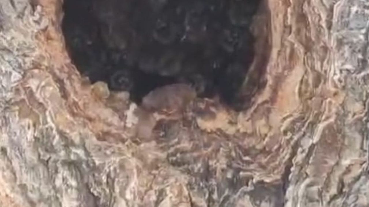 Kayısı gövdesindeki oyuk binlerce arıya ev sahipliği yapıyor