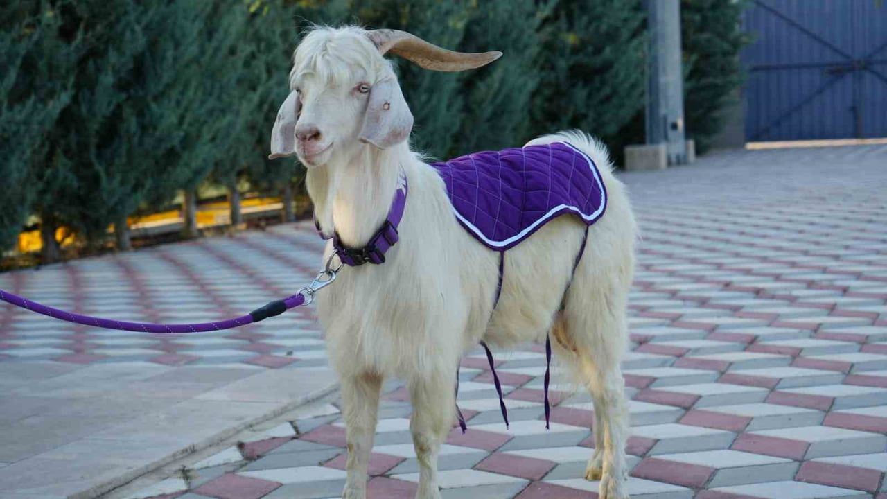 Keçiörengücü'ne Tiftik geliyor: stadın yeni maskotu takımla sahada