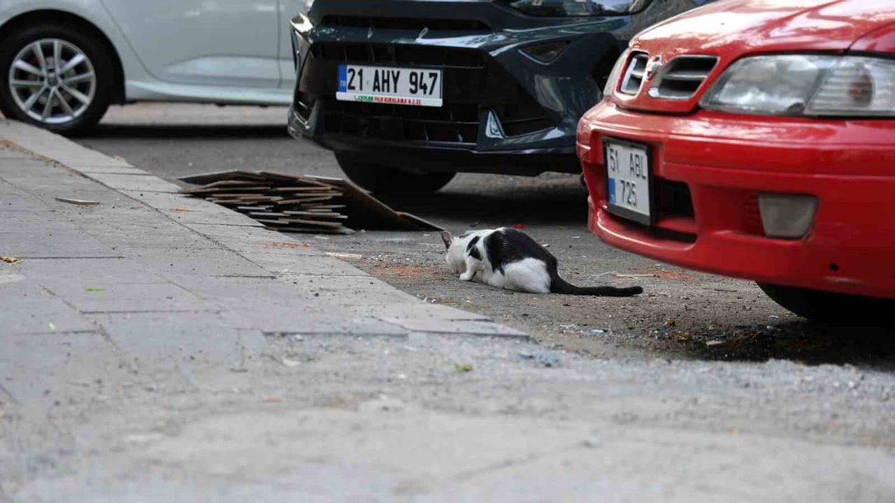 Kedi tırmalamasıyla kuduz riski ve korunmada yapılması gerekenler
