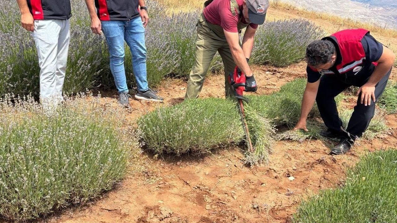 Kemah'ta lavantadan katma değer: üretici tarlayı yağa dönüştürdü
