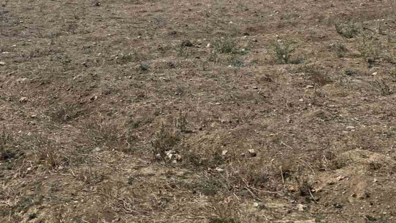 Kestel'de tarladan ormana yayılan yangına helikopter ve itfaiye müdahalesi