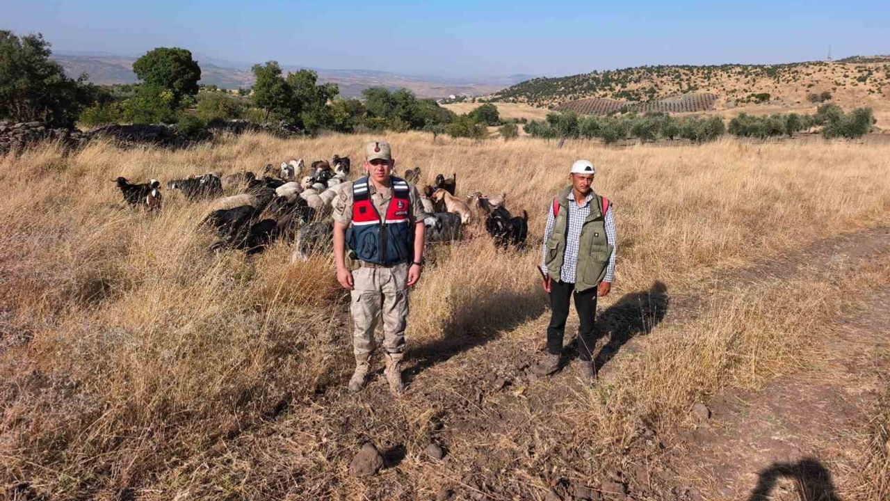 Kilis'te arazide bulunan 50 küçükbaş jandarma tarafından sahibine teslim edildi