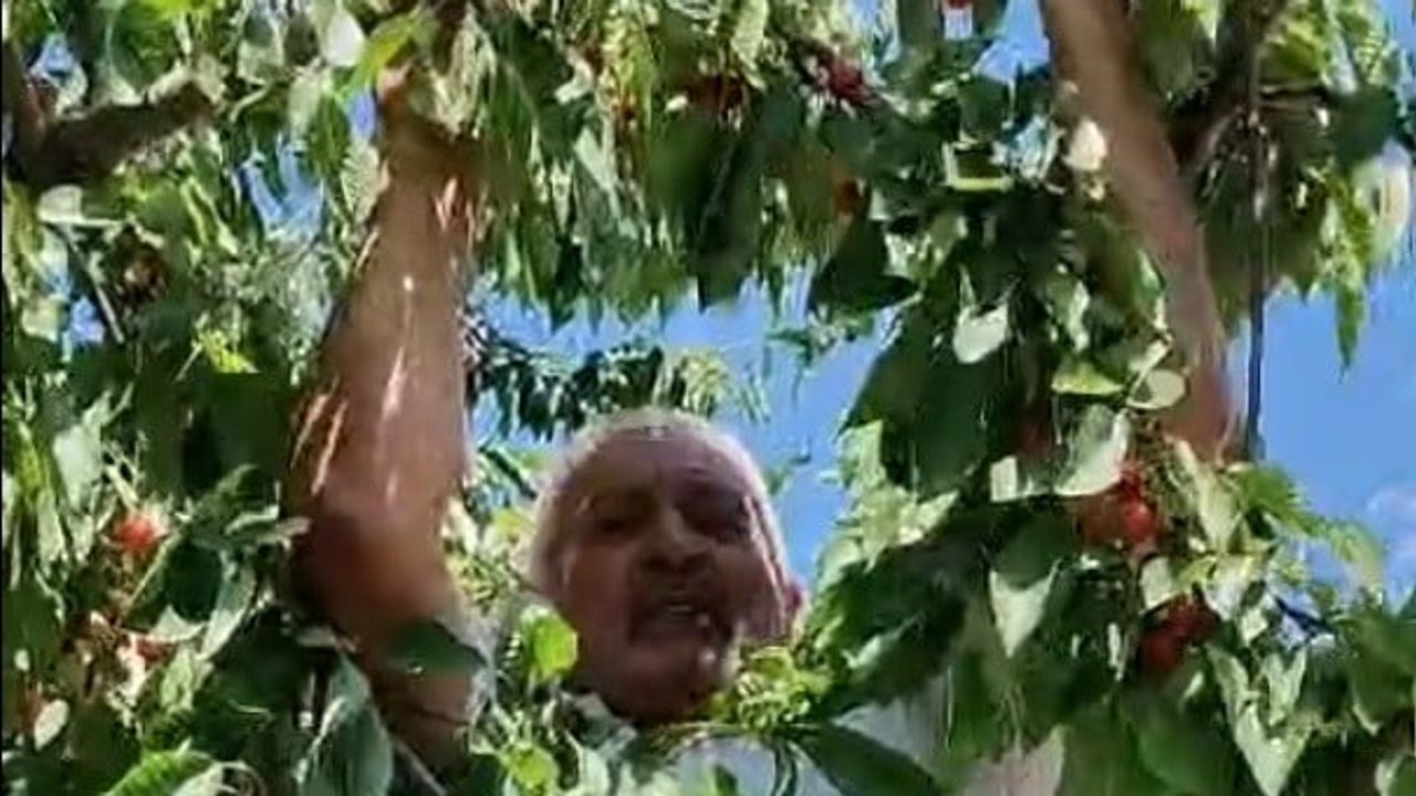 Kirazın payı kargalara: Kitre köyünde hasat ve gelenek