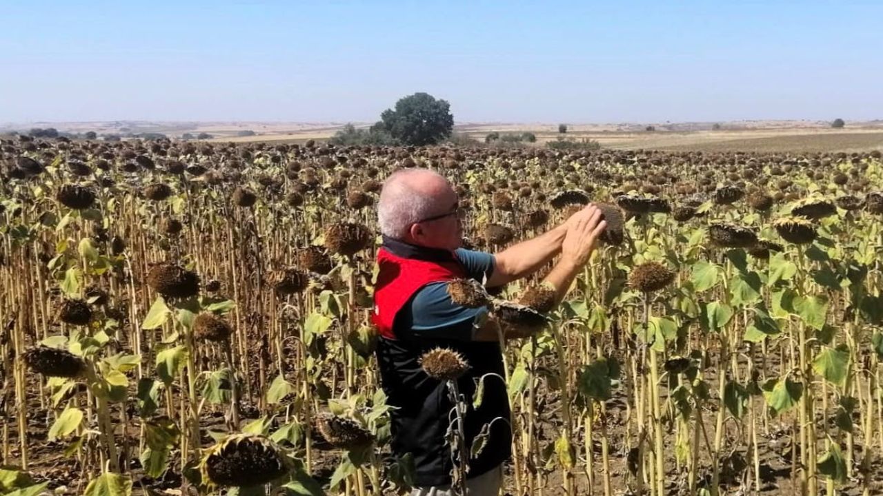 Kırklareli'nde yüzde 75 hibe destekli ayçiçeği ekimleri yerinde denetlendi