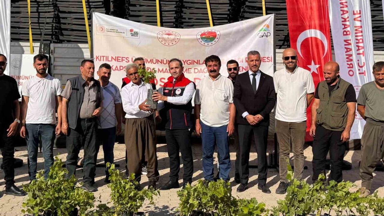 Kıtılnefs üzümünde üretimi artırmaya yönelik ekipman ve fidan desteği