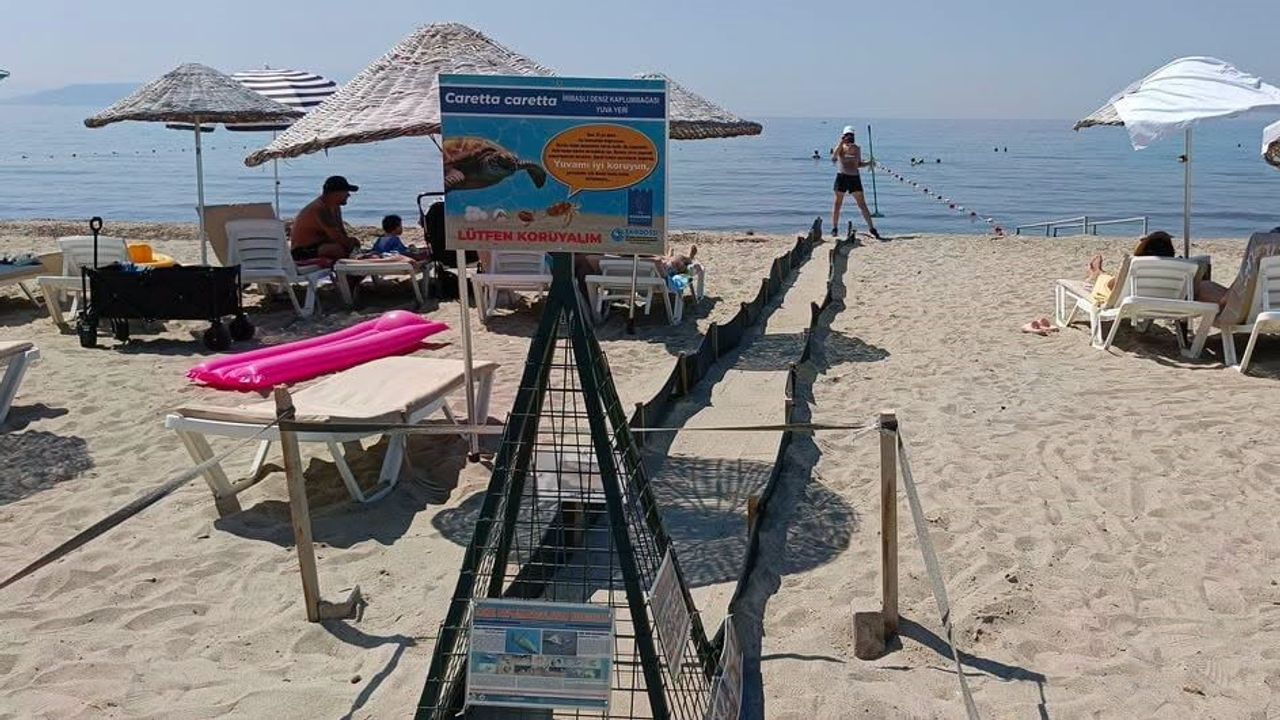 Kıyılarda caretta sevinci: 504 yavru denizle buluştu