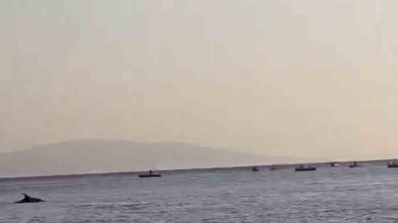 Kıyıya yakın yunuslar Gemlik'te denize girenleri şaşırttı