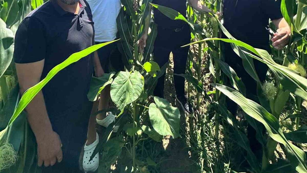 Kocaeli'de 6 noktada denenen yeni mısır çeşidi verim umudu oldu