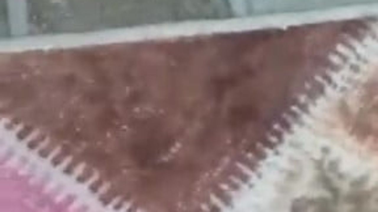 Kocaeli'de evlere giren çekirgeler endişe yarattı; tarımsal zarar yok
