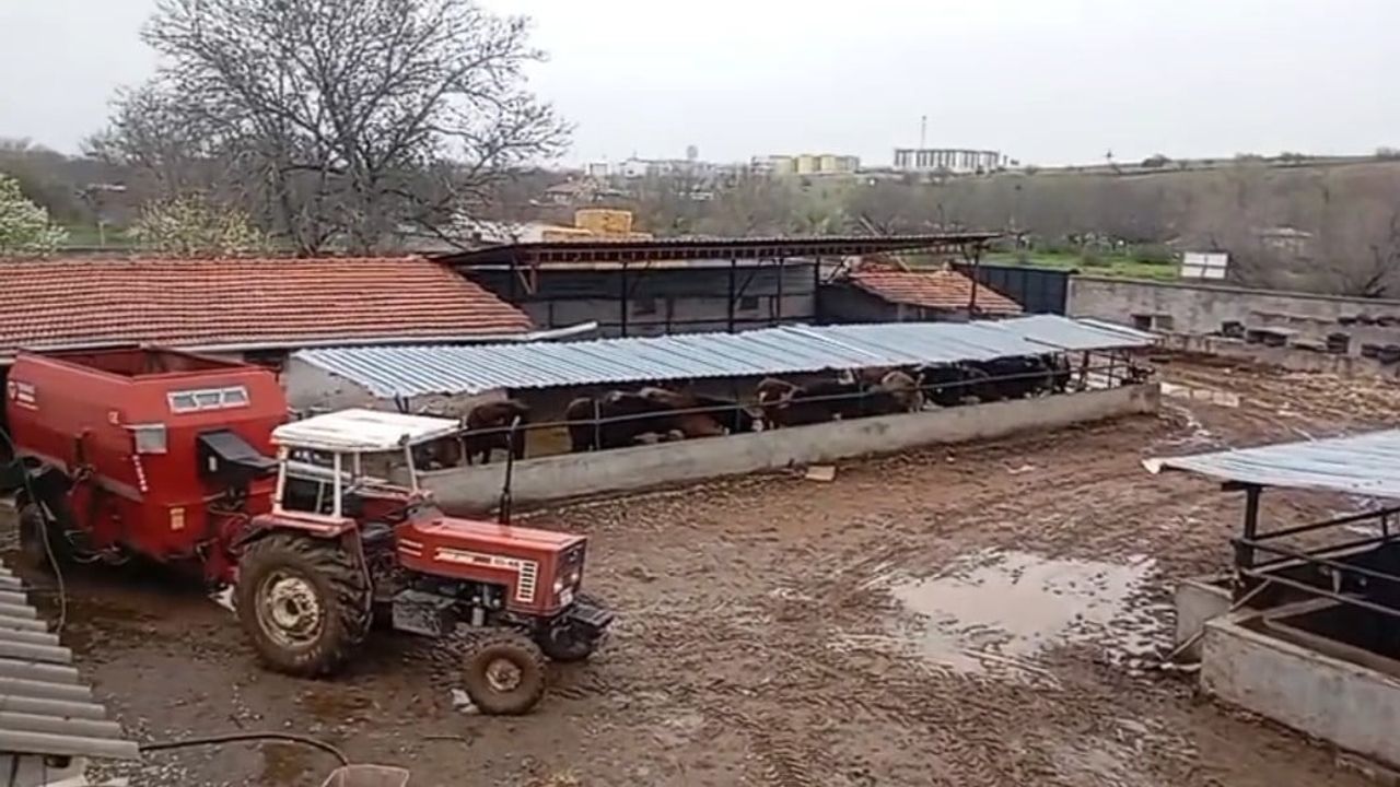 Komşusuyla iki gün aradı, hayvanların satıldığını öğrendi