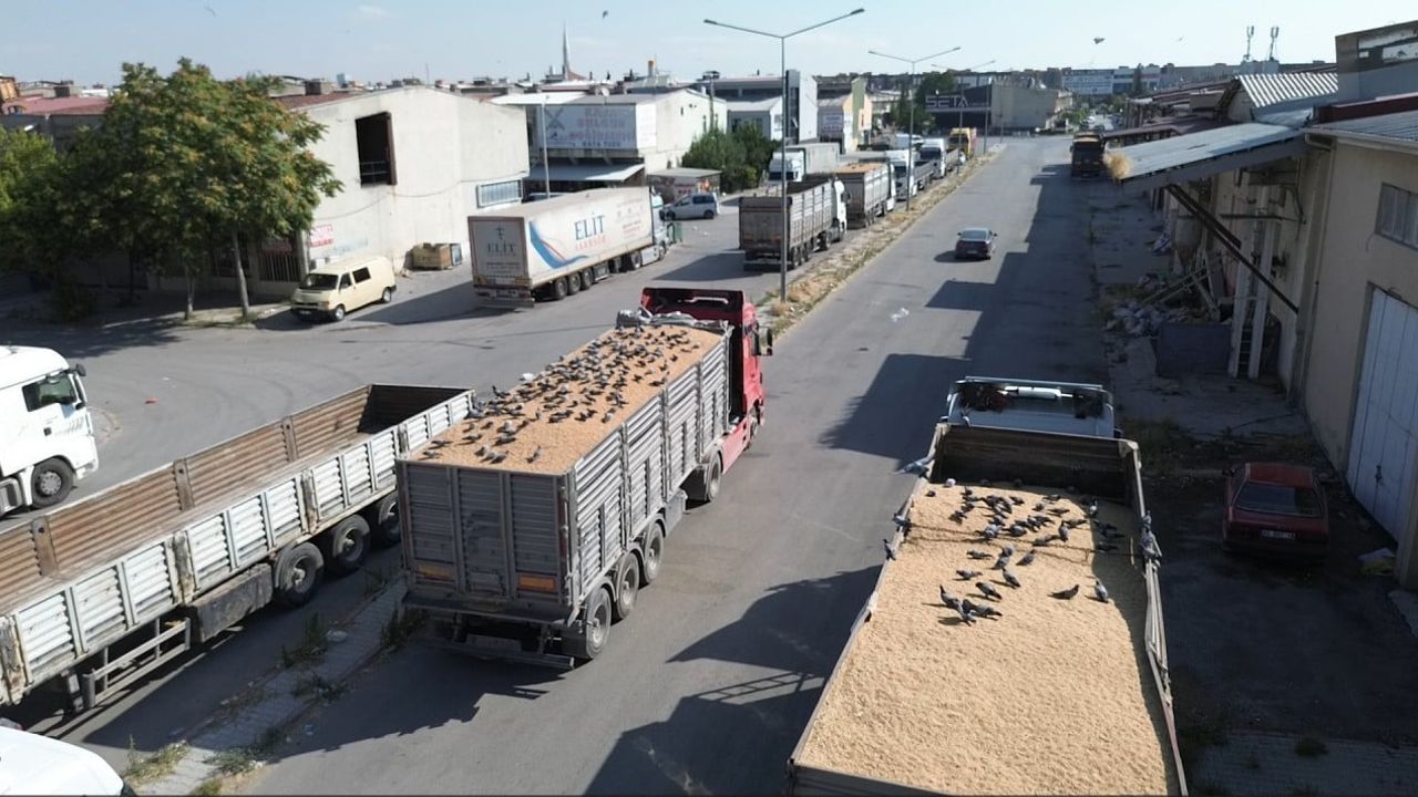 Konya buğday pazarında güvercinlerin günlük bereket ritüeli