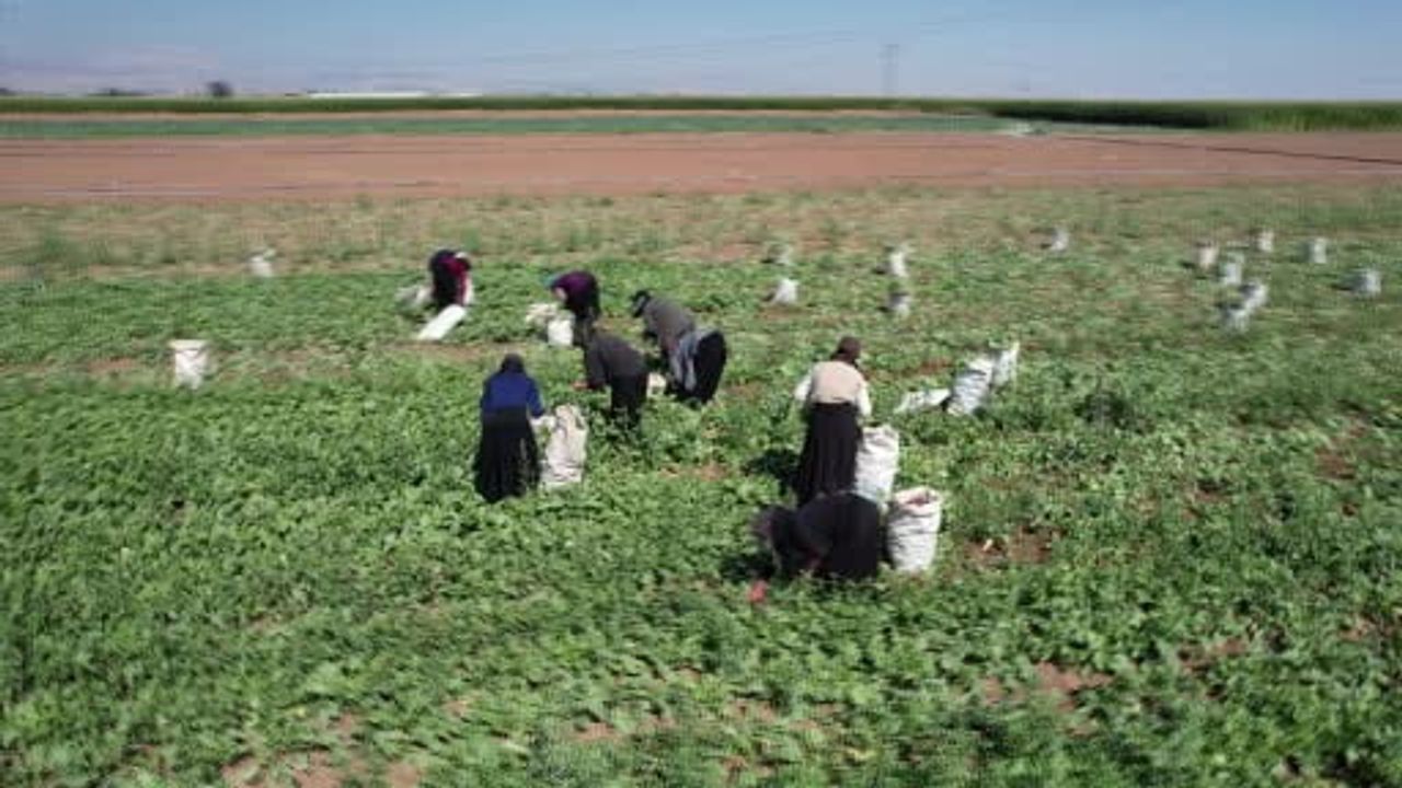 Konya ovası'nda erken hasat başladı: su tasarruflu kırmızı turp pazar için hazırlanıyor