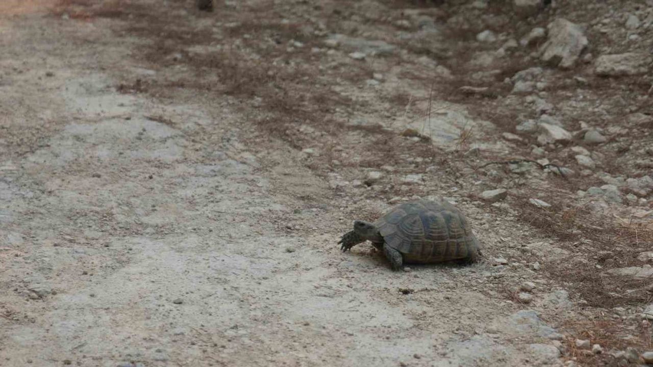 Korubükü'nden Kaş'a uzanan yangınla sekiz saattir mücadele ediliyor