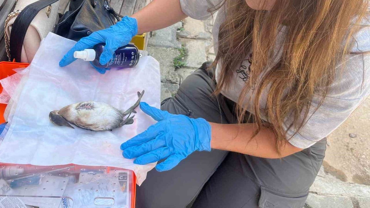 Korugöl'de iyileşen yavru küçük batağan yeniden göle kavuştu