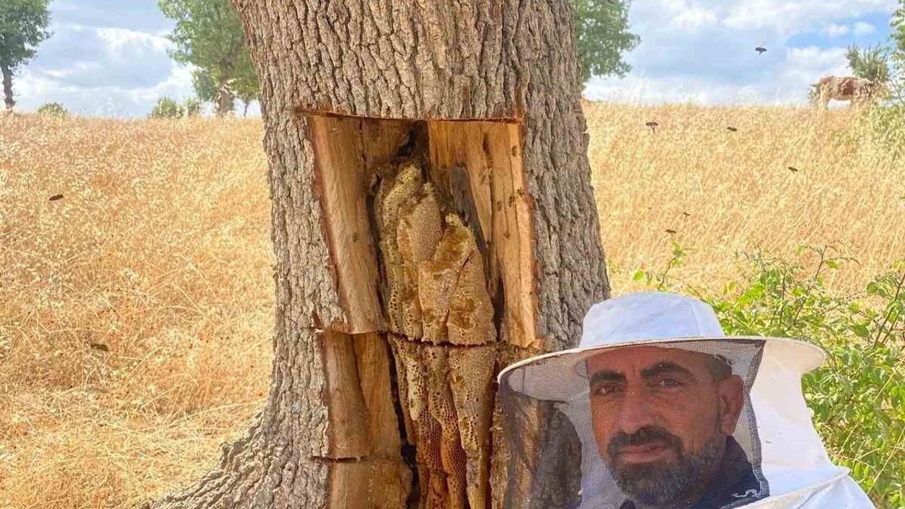 Kovan yerine ağaç kovukları: Lice'de arı izinden kilolarca bal çıkarıldı