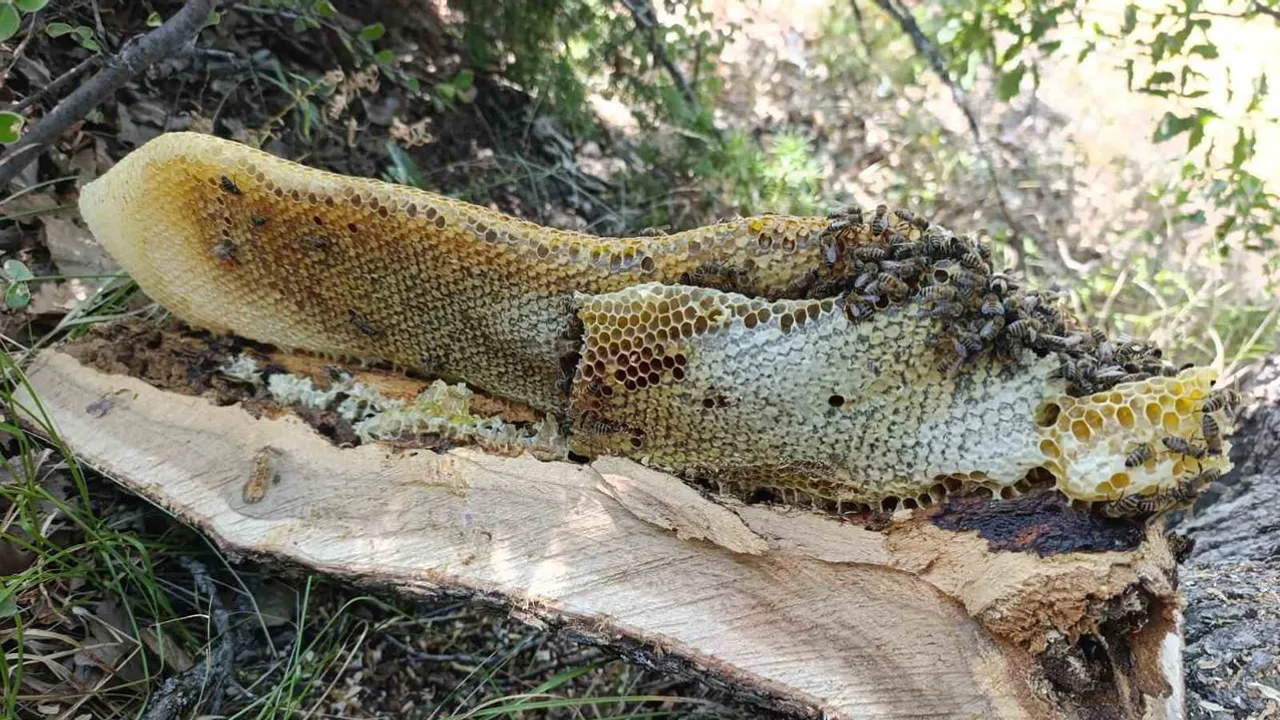 Kovuğundan çıkan kilolarca bal Elazığ'ın Palu ilçesinde bulundu