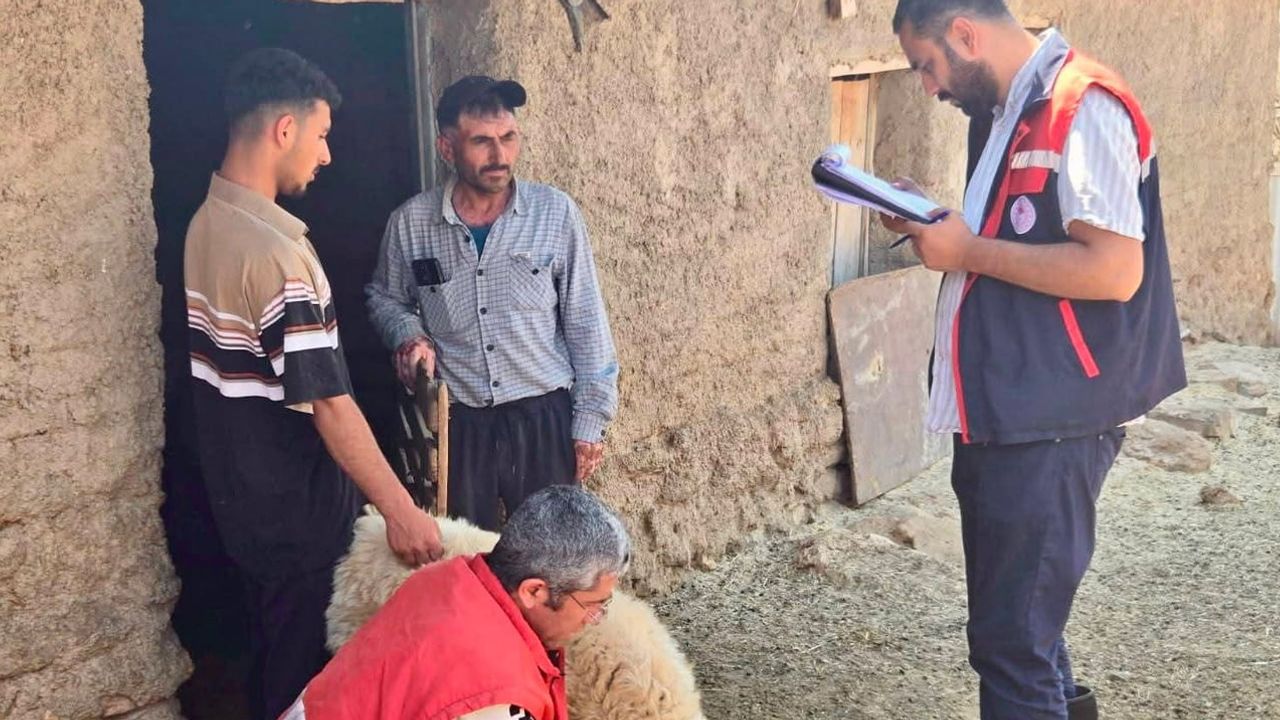 Köy sürülerinde kayıt ve tespit çalışmalarıyla küçükbaş ıslahı sürüyor