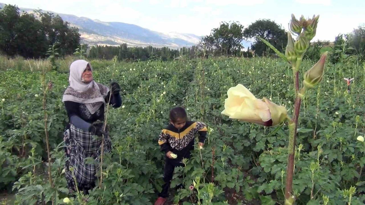 Köyden tezgaha doğrudan satış: Mecitözü'nde doğal üretimin gücü