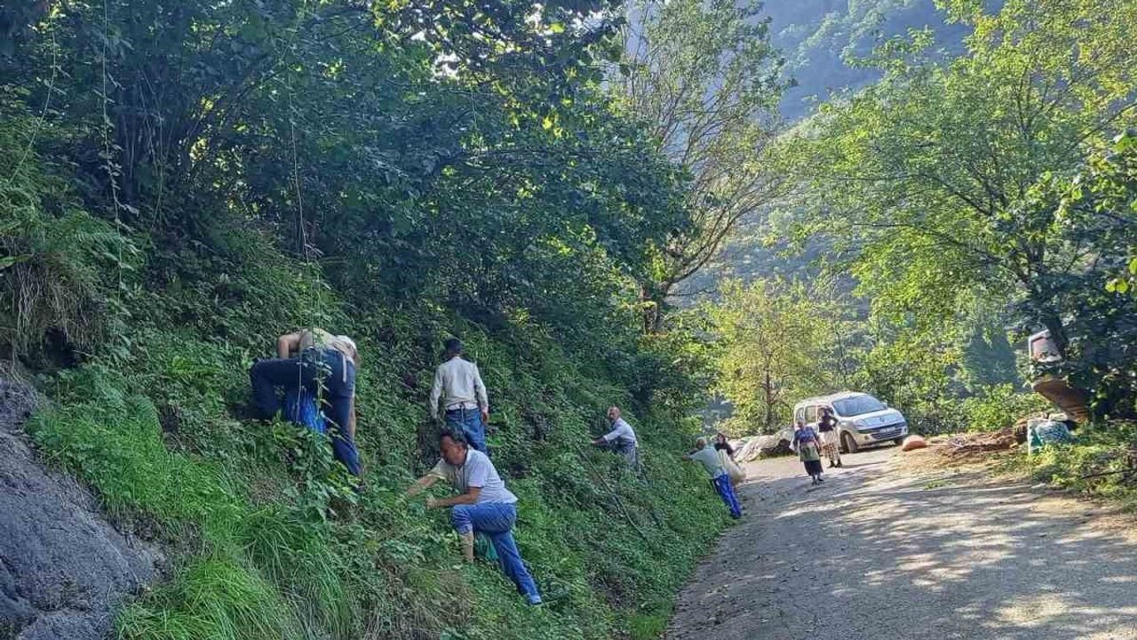 Köyün imecesi, İstanbul'a giden ailenin yarım kalan fındığını topladı