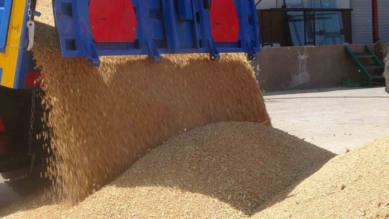 Küçük tarladan 500 dönüme yükseldi: verim yüksek ama fiyat beklentiyi karşılamadı