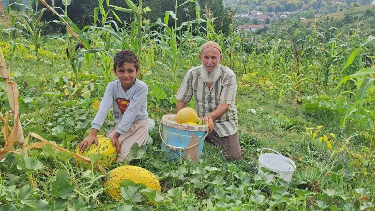 Küçük tarladan büyük lezzet: Türkeli'nin kavun ve karpuzları