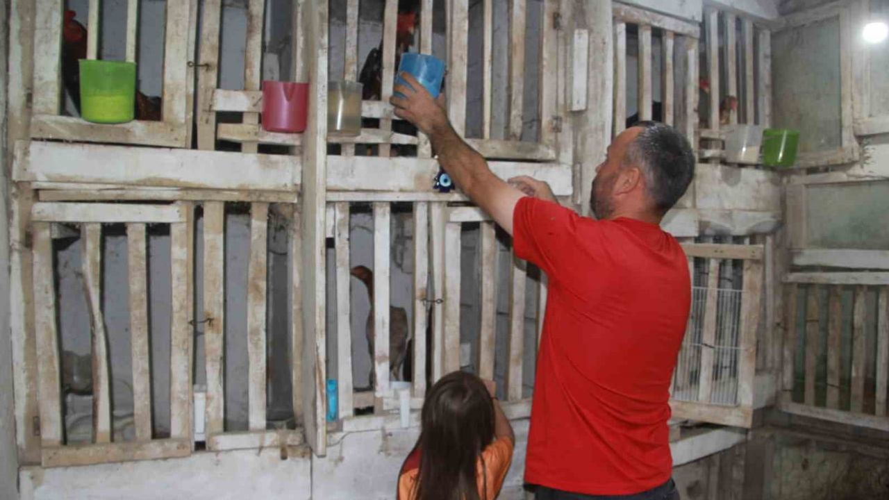 Kuluçkaya yatan horoz 'Sultan Baba' civcivlerine anne gibi bakıyor